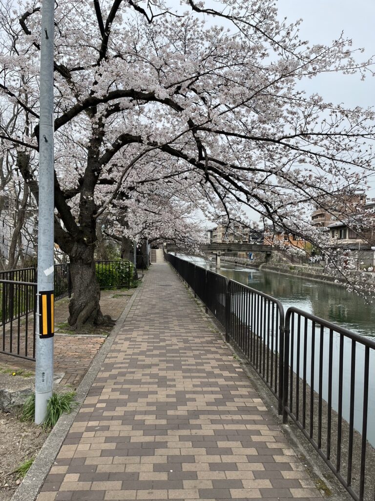 京阪藤森駅の深草ピアノスタジオ前の桜